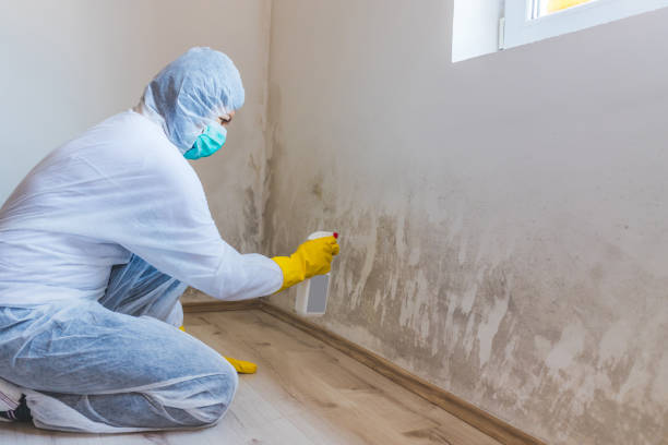 Licensed Mold Inspection service in Garfield, TX - WQB Mold Removal